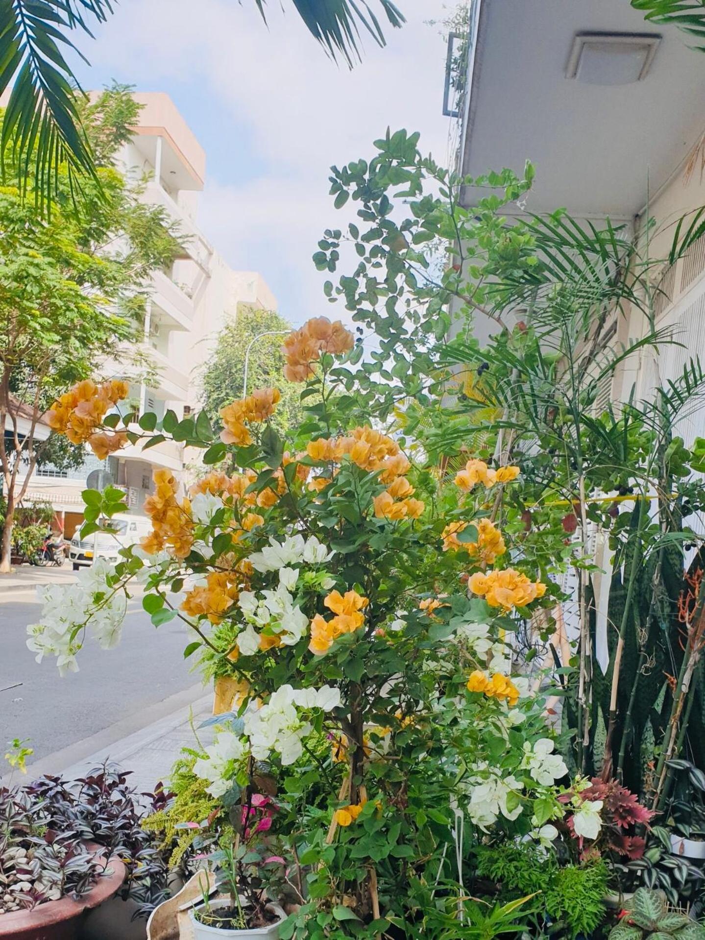 Chez Lotus Rose Hotell Ho Chi Minh-staden Exteriör bild
